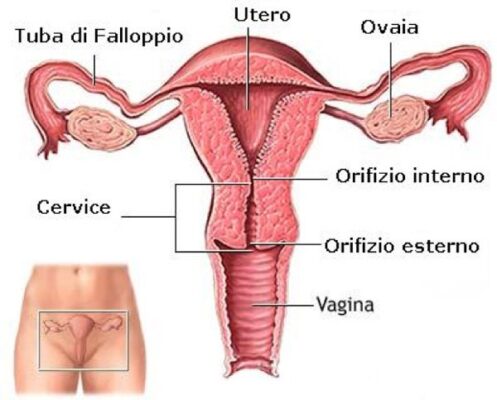ciclo ovario e ciclo mestruale