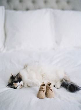 Toxoplasmosi in gravidanza